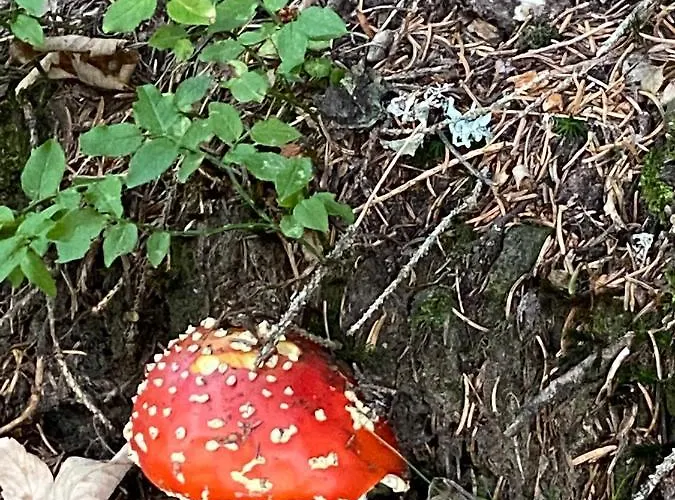 Mountain Apartment. Апартаменты Валь-Д'илье