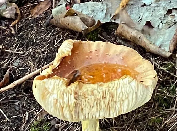 Mountain Apartment. Валь-Д'илье